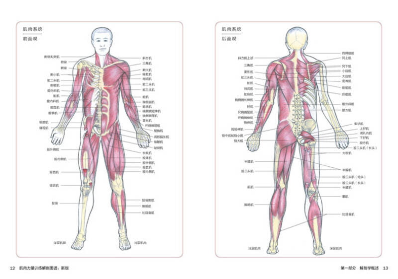 肌肉力量训练解剖图谱(新版)