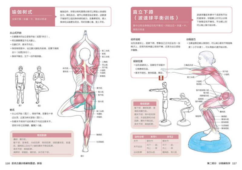 肌肉力量训练解剖图谱(新版)