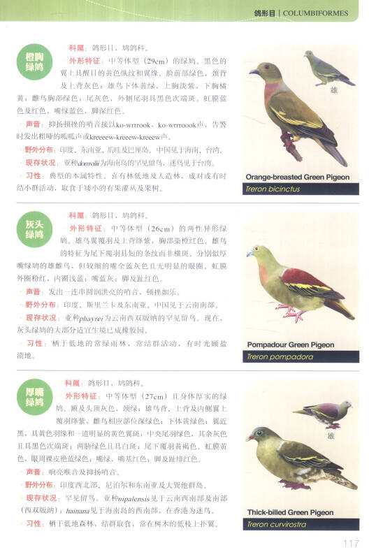 中国鸟类图鉴