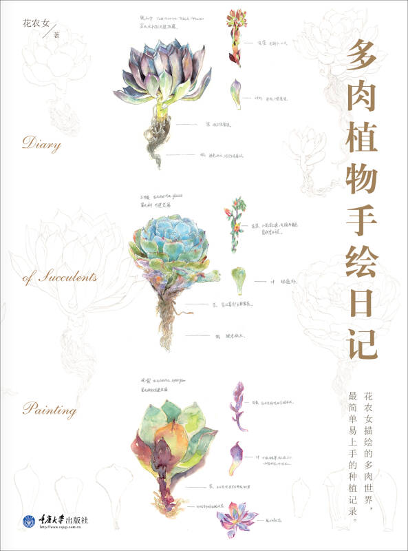 多肉植物手绘日记