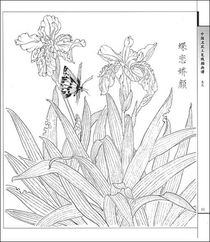 鸢尾/中国名花工笔线描画谱