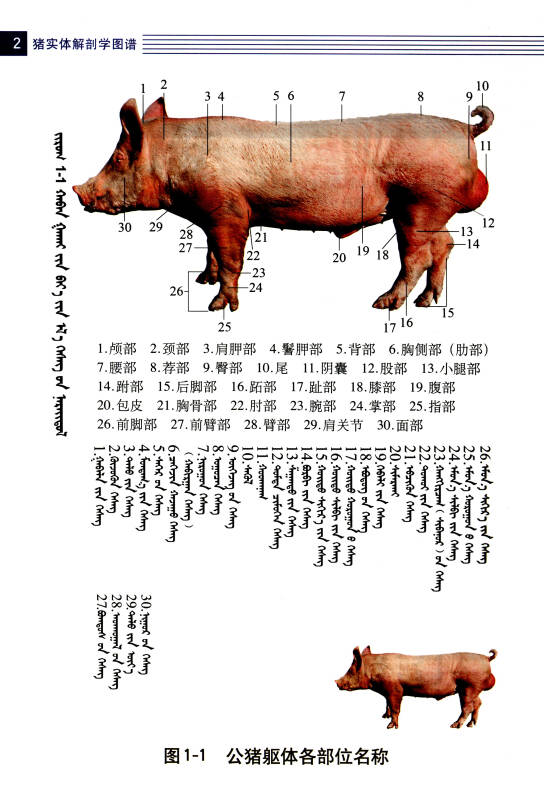 猪实体解剖学图谱