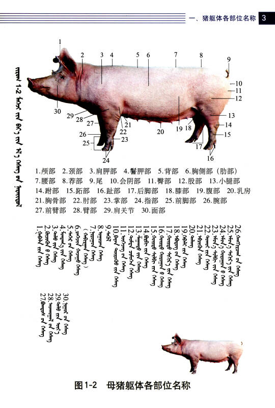 猪实体解剖学图谱
