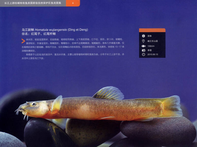 长江上游珍稀特有鱼类国家级自然保护区鱼类图集