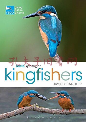 rspb spotlight kingfishers