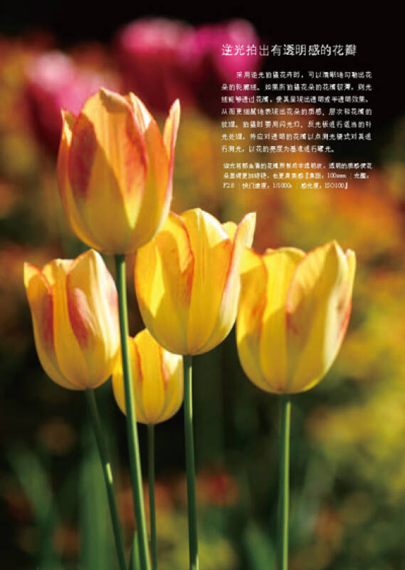 数码单反摄影实拍技巧_单反摄影入门_单反的摄影技巧