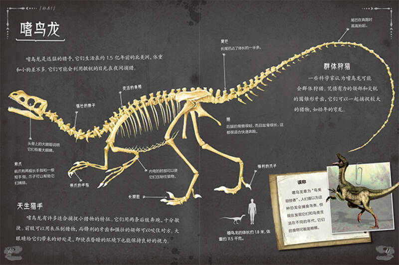 惊人的骨头 消失的恐龙