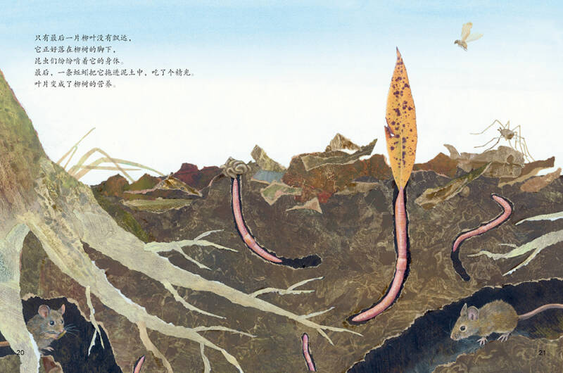 海豚绘本花园:风中的树叶(平)(新版)