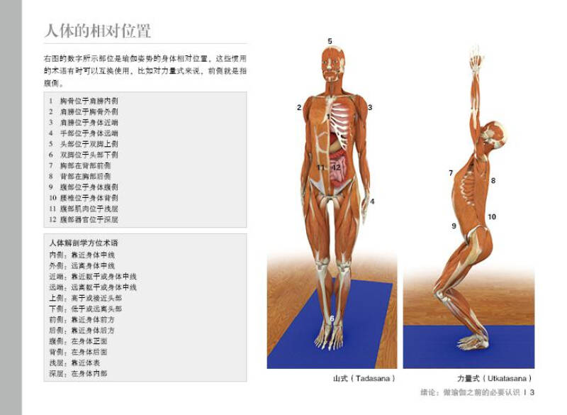 瑜伽3d解剖书i:肌肉篇