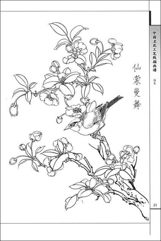 海棠/中国名花工笔线描画谱