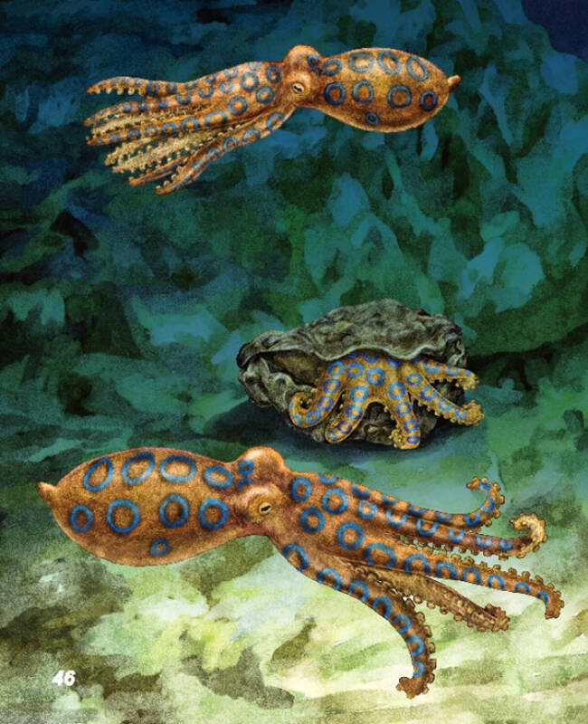 海洋动物探秘故事丛书:章鱼和蓝环章鱼