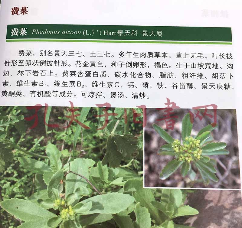 中国北方常见野菜识别图鉴