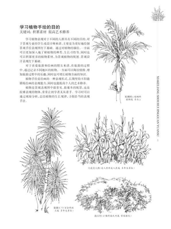 夏克梁手绘景观元素:植物篇(上)