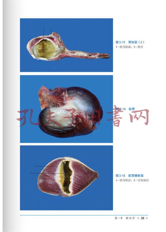 鸭解剖组织彩色图谱