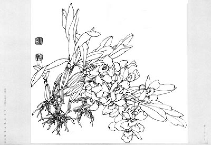 线描:吉瑞森画兰