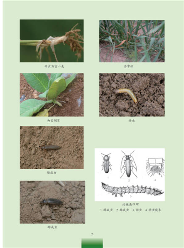 农田常见昆虫图鉴