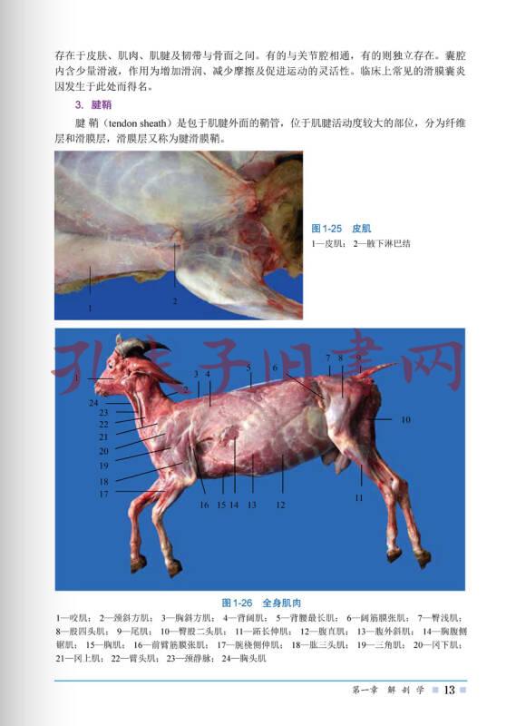 山羊解剖组织彩色图谱