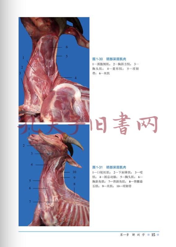 山羊解剖组织彩色图谱