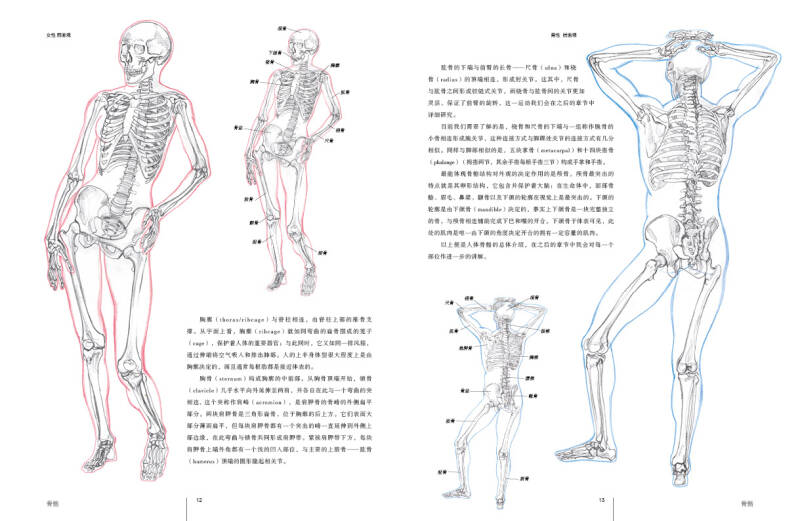 人体素描解剖完全教程:西方经典美术技法译丛