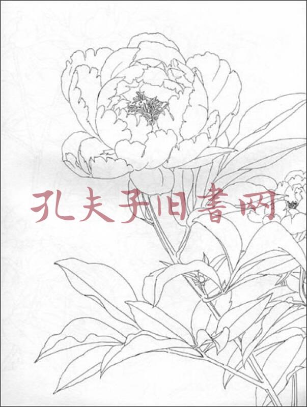 白描花:芍药