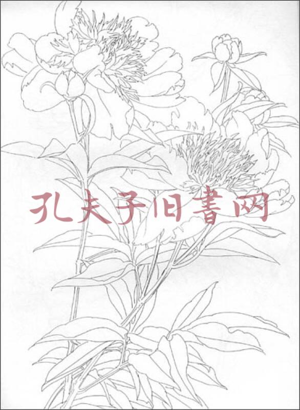 白描花:芍药