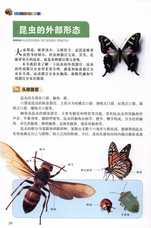 昆虫百科全书(精装版)/学生课外必读书系
