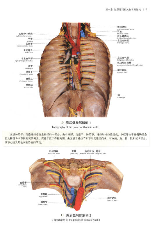 临床人体解剖图谱:泌尿外科分册