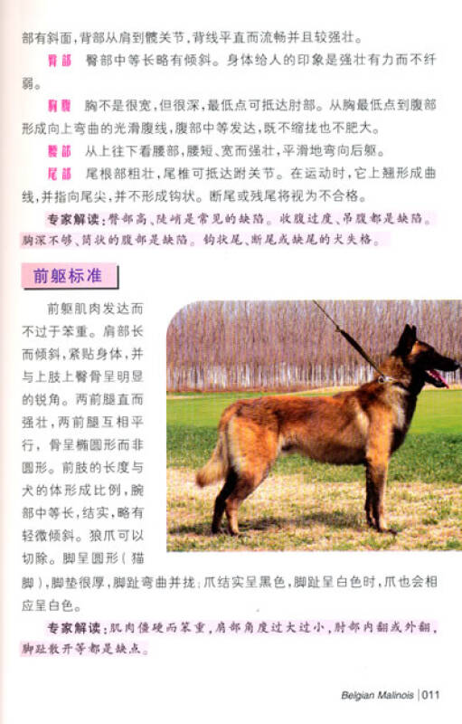 比利时马里努阿犬(万能工作犬)