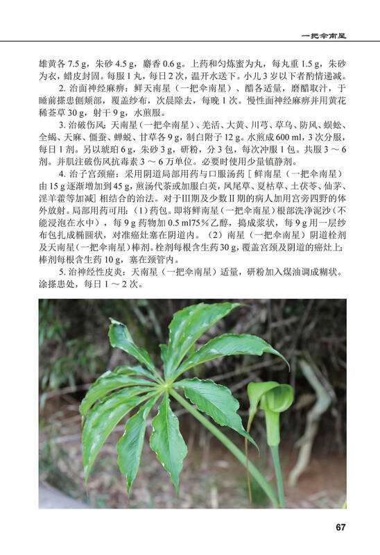 中国药用植物(二十四)