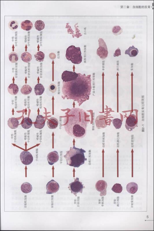 外周血细胞形态学检查技术