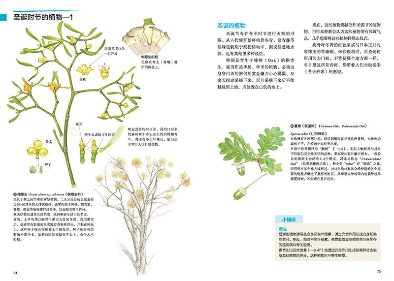 原野漫步:250种植物果实与红叶的手绘自然笔记