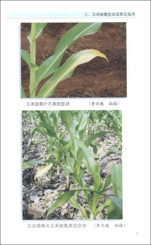 玉米常见缺素症状图谱及矫正技术