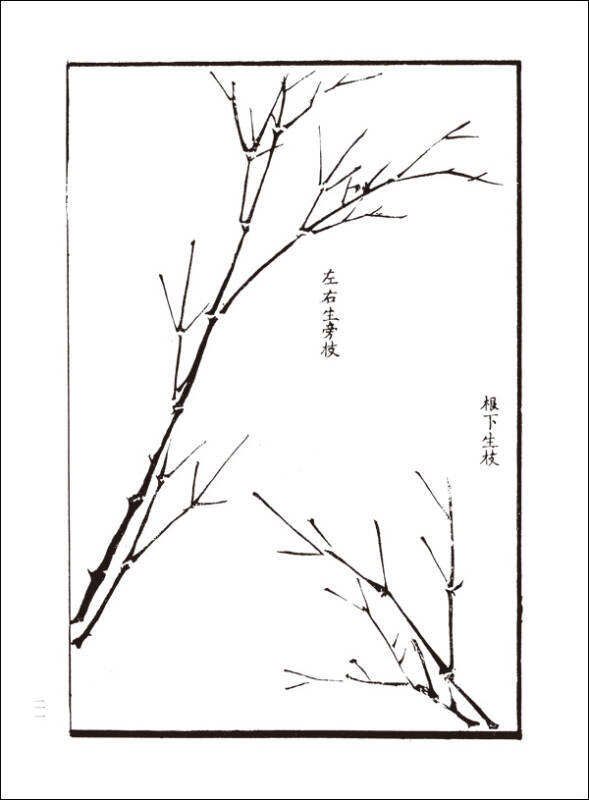 芥子园画谱:竹谱