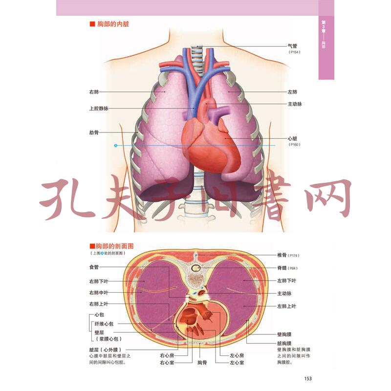 全新3d人体解剖图