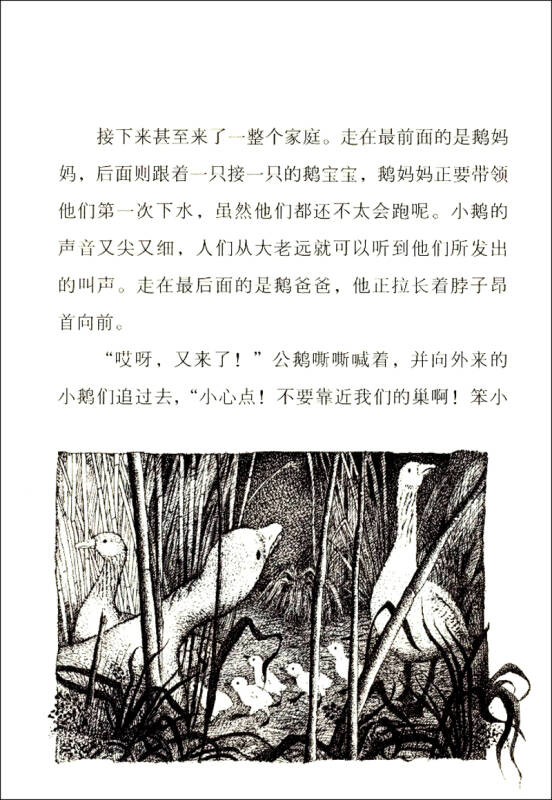 慢半拍的小鹅