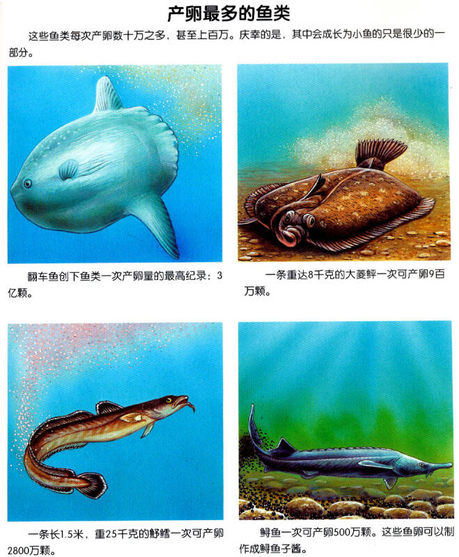 法国趣味图解小百科:动物之最