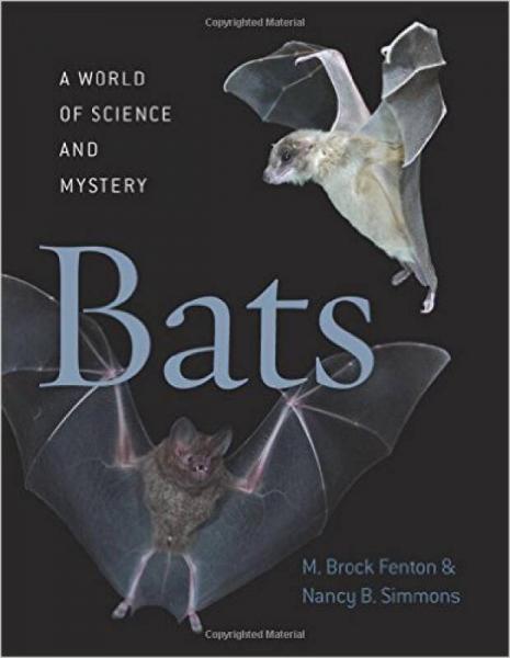  How Do I Attract Bats: Effective Strategies for Bat Enthusiasts