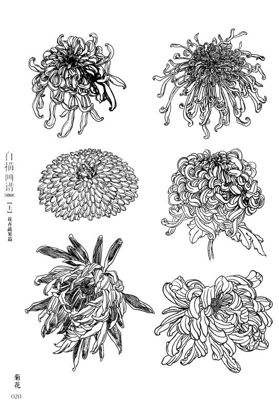 经典全集系列丛书:白描画谱5000例上篇(花卉蔬果)