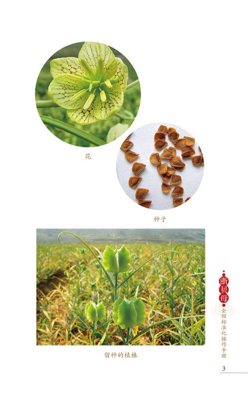 浙贝母全程标准化操作手册/图说中药材标准化丛书