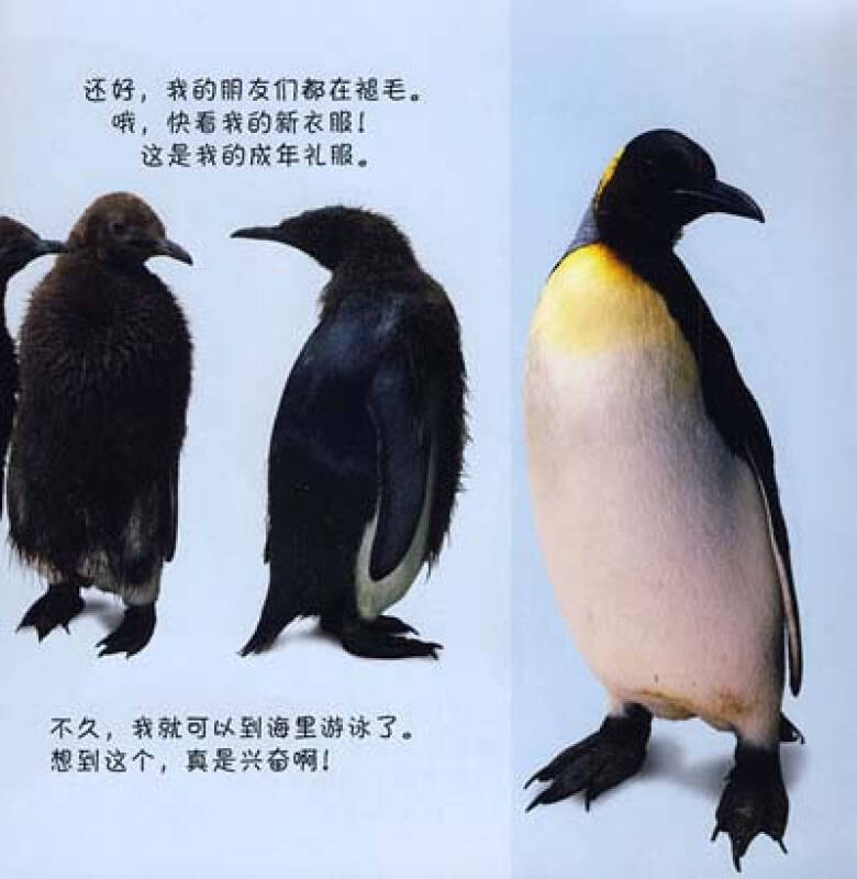 dk看小动物成长小企鹅