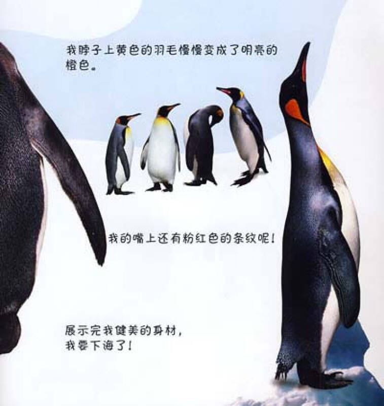 dk看小动物成长小企鹅