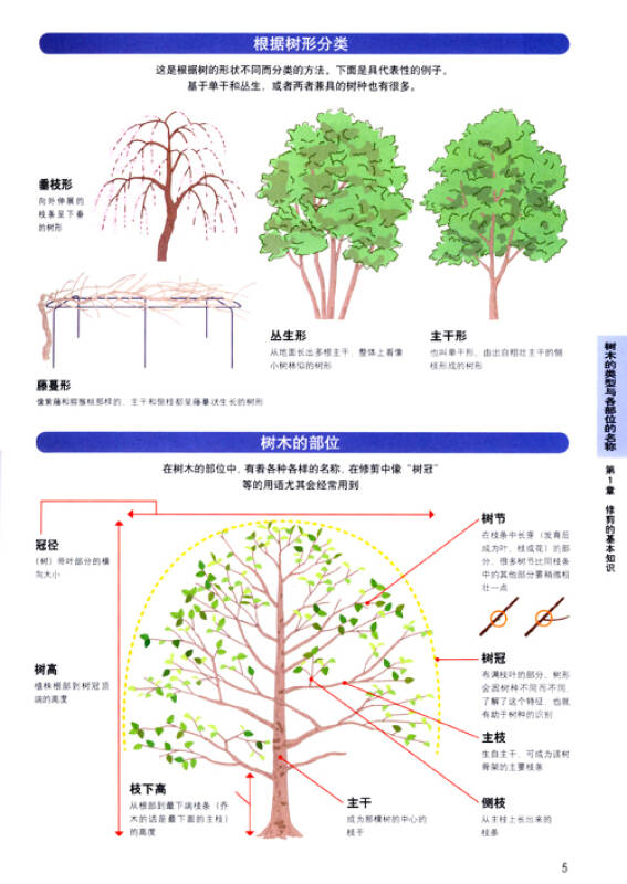 树木修剪方案图片