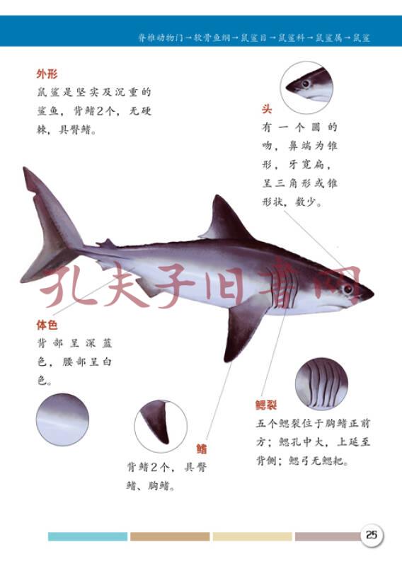 海洋动物图鉴