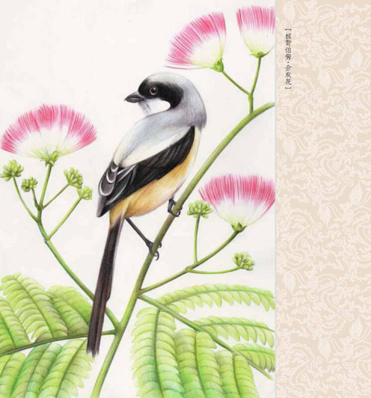 色铅笔之花鸟绘