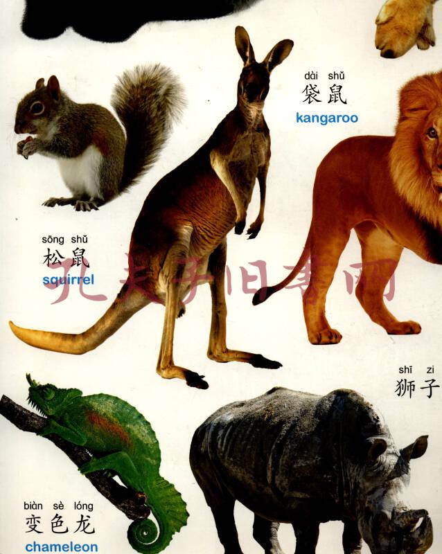 阳光宝贝炫彩挂图:动物世界