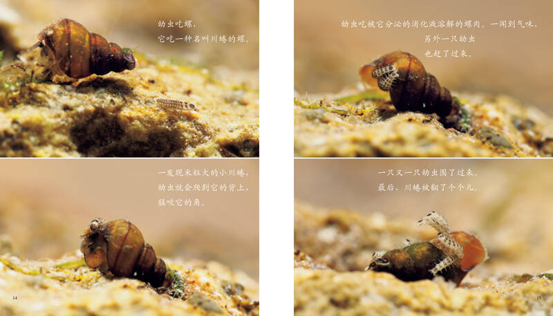 生命的故事:诞生了!萤火虫