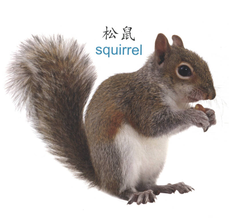 儿童启蒙早教大挂图:启蒙认知版