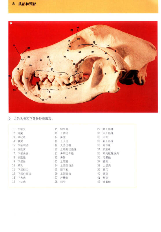 犬猫临床解剖彩色图谱