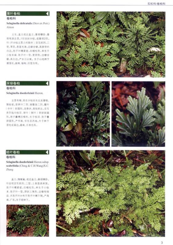 海南吊罗山野生植物彩色图鉴