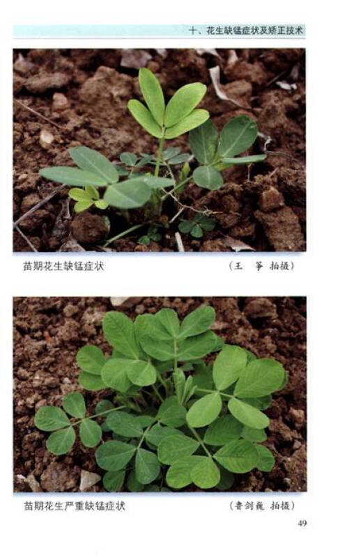 花作物常见缺素症状系列图谱:花生常见缺素症状图谱及矫正技术